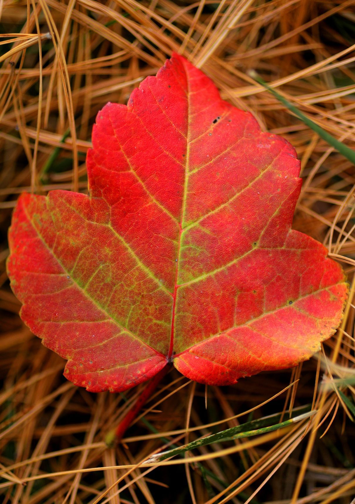 Fall colors 2020